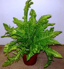 Normal fern.jpg