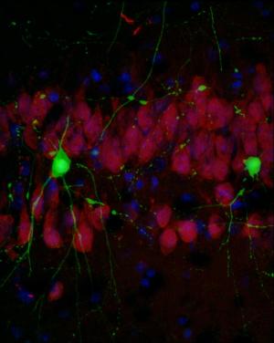 image shows Crtc1 detection in mice neurons (in green). Credit Universitat Autonoma de Barcelona.jpg