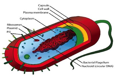 Prokaryotic Cell.jpg