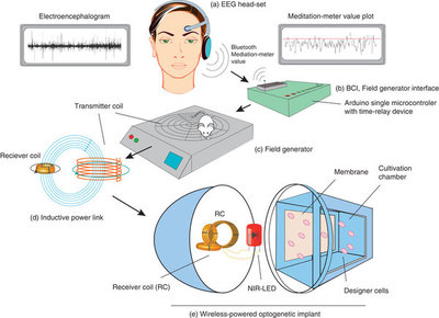 Schematic representation of mind-controlled transgene expression..jpg