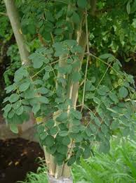 Moringa or Drumstick Tree.jpg