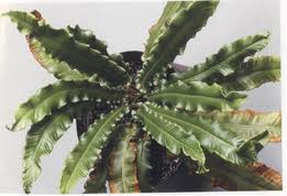 Electrostatic modified Fern.jpg