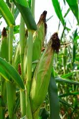 Normal corn.jpg