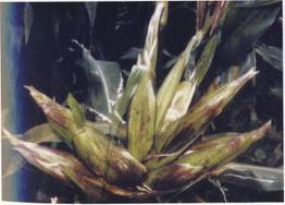 Electrostatic modified Corn.jpg