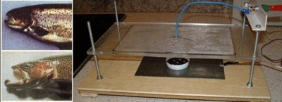 Normal and electrostatic trout, apparatus on eggs.gif
